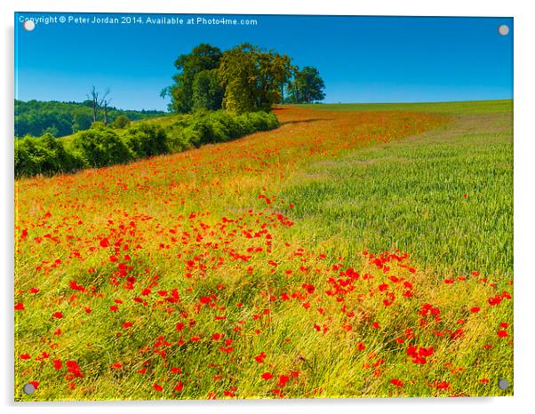  Red Poppies in a corn field Acrylic by Peter Jordan