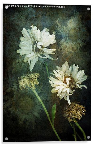 Windy Daisies Acrylic by Ann Garrett