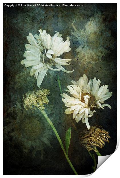 Windy Daisies Print by Ann Garrett