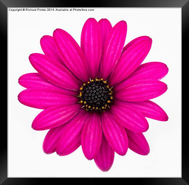  African Daisy Framed Print by Richard Pinder