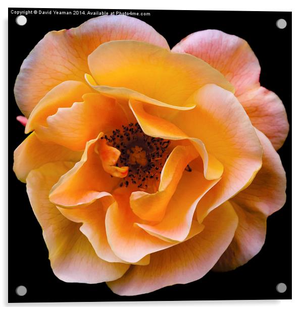  Solitary English Yellow Rose Acrylic by David Yeaman