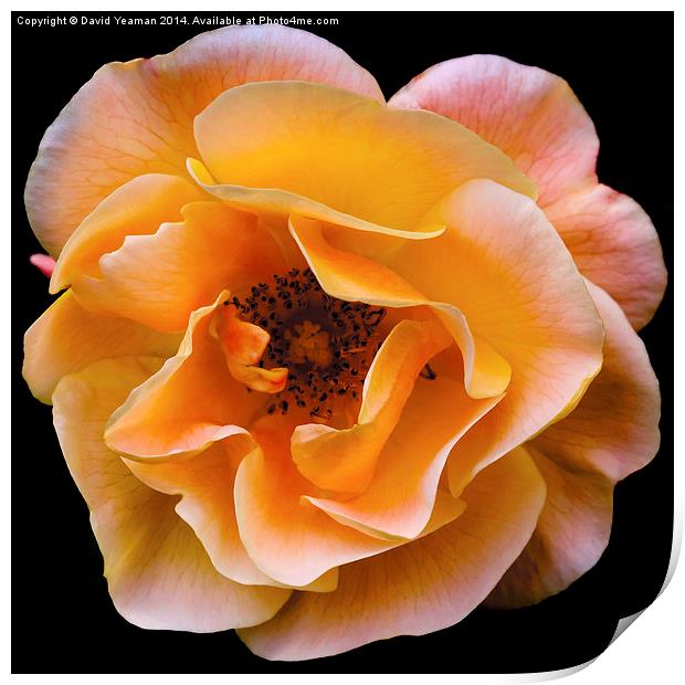  Solitary English Yellow Rose Print by David Yeaman