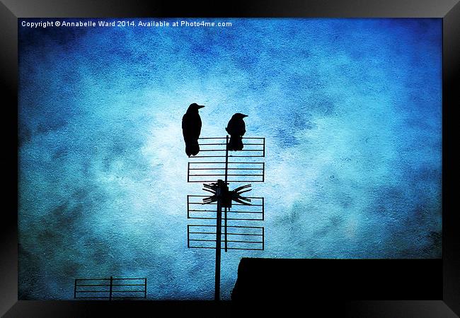  Two Crow Blues Framed Print by Annabelle Ward
