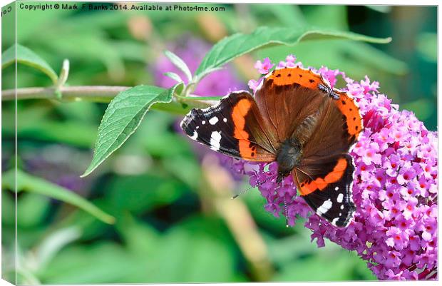  Red Admiral 2 Canvas Print by Mark  F Banks