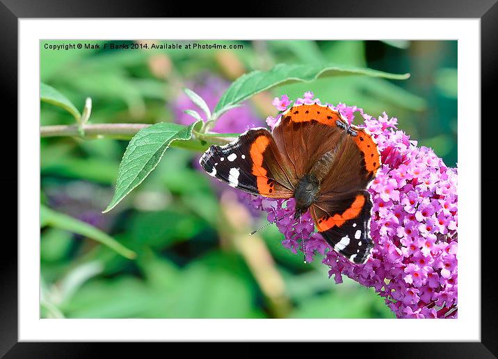  Red Admiral 2 Framed Mounted Print by Mark  F Banks