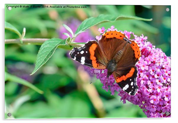  Red Admiral 2 Acrylic by Mark  F Banks