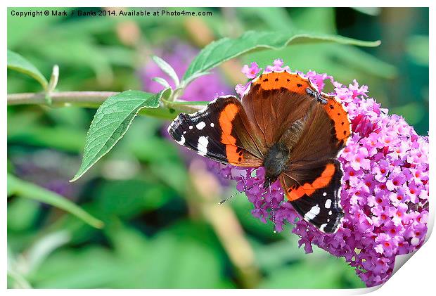  Red Admiral 2 Print by Mark  F Banks