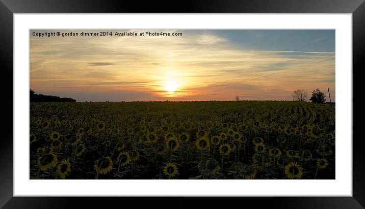  Turn To The Sun Framed Mounted Print by Gordon Dimmer