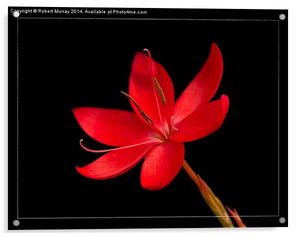  Red Kaffir Lily Acrylic by Robert Murray