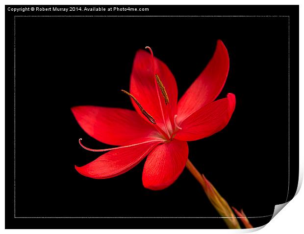 Red Kaffir Lily Print by Robert Murray