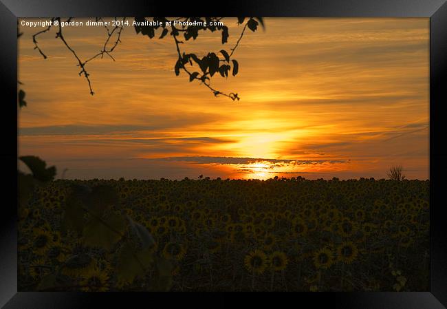 Sunflower Dawn  Framed Print by Gordon Dimmer