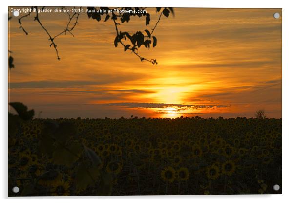 Sunflower Dawn  Acrylic by Gordon Dimmer