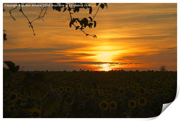 Sunflower Dawn  Print by Gordon Dimmer
