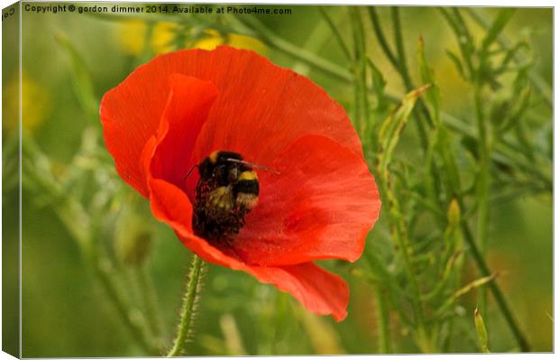  A Bumble Bee on a Poppy Canvas Print by Gordon Dimmer
