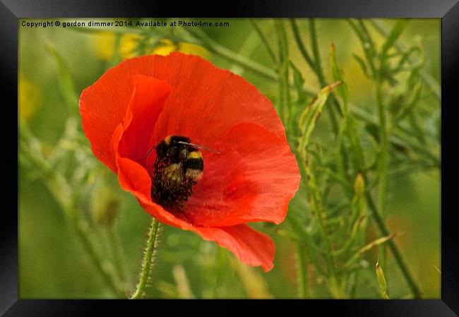  A Bumble Bee on a Poppy Framed Print by Gordon Dimmer