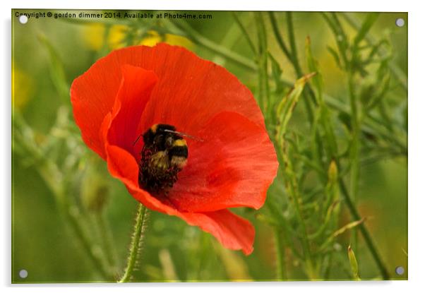  A Bumble Bee on a Poppy Acrylic by Gordon Dimmer