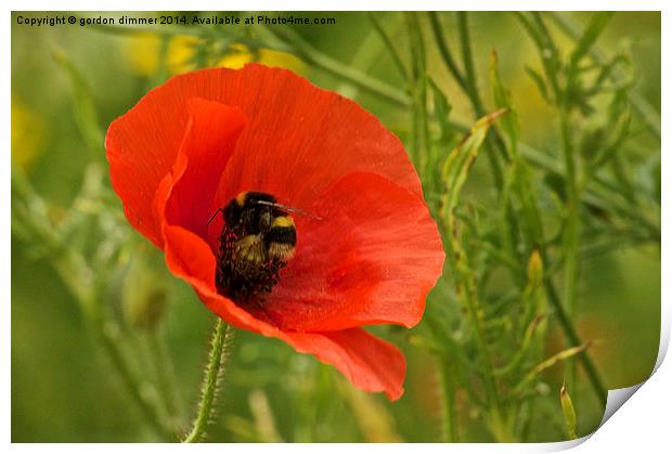  A Bumble Bee on a Poppy Print by Gordon Dimmer