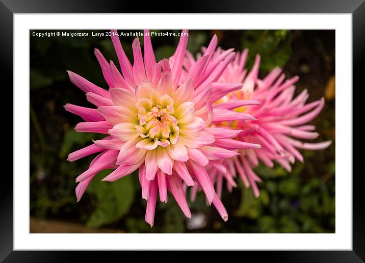 Beautiful pink dahlia Framed Mounted Print by Malgorzata Larys