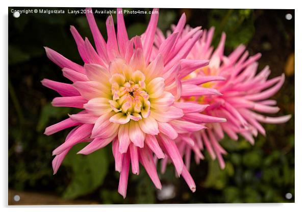 Beautiful pink dahlia Acrylic by Malgorzata Larys