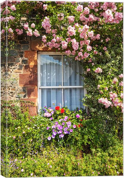 Stone cottage in Scotland with window and climbing Canvas Print by Malgorzata Larys