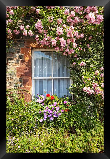 Stone cottage in Scotland with window and climbing Framed Print by Malgorzata Larys