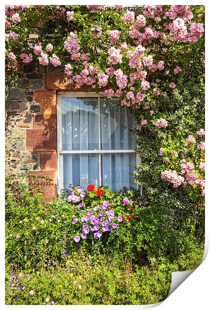 Stone cottage in Scotland with window and climbing Print by Malgorzata Larys
