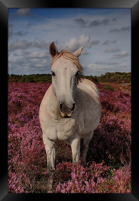  Outstanding In His Field Framed Print by Phil Clements