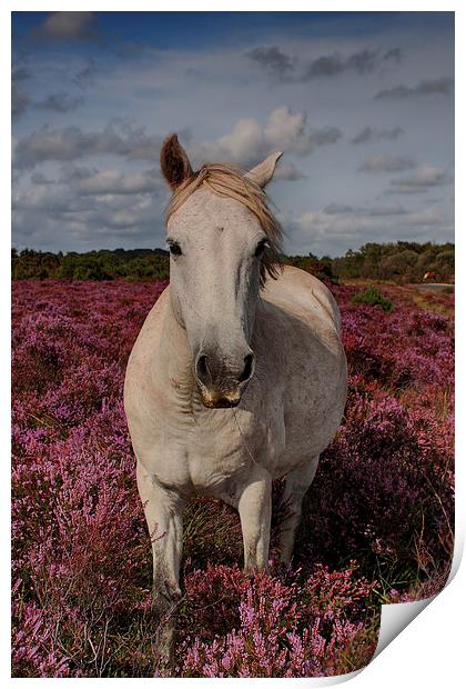  Outstanding In His Field Print by Phil Clements