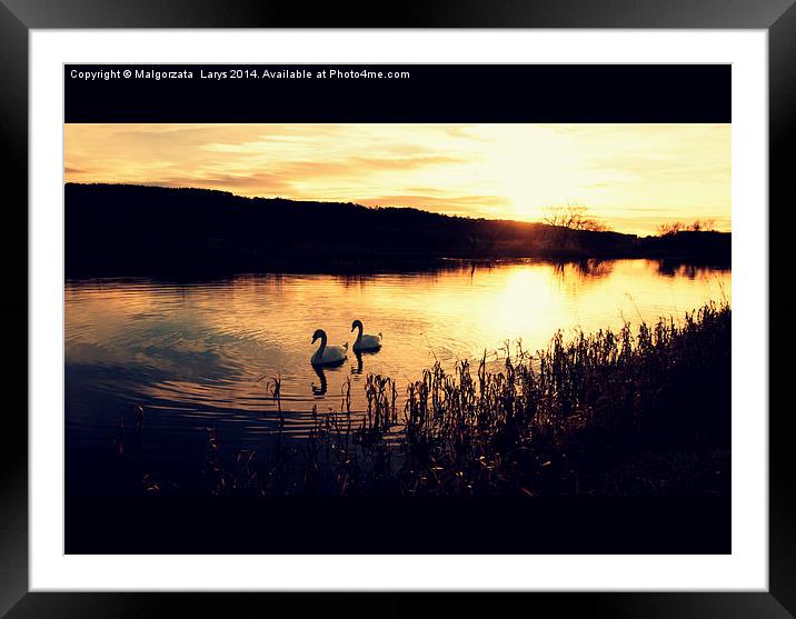  Two swans in the evening on the Forth and Clyde C Framed Mounted Print by Malgorzata Larys