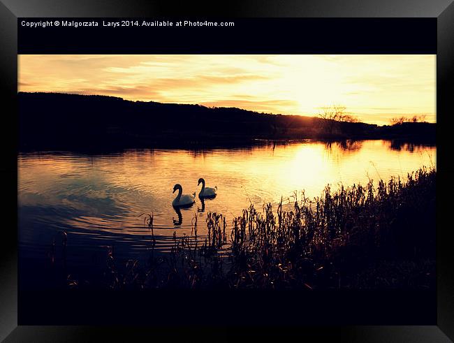  Two swans in the evening on the Forth and Clyde C Framed Print by Malgorzata Larys