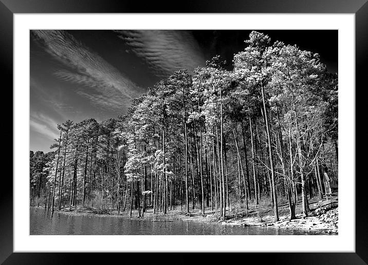  Trees On The Rivers Edge Framed Mounted Print by Tom and Dawn Gari