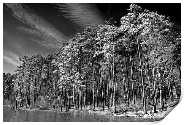  Trees On The Rivers Edge Print by Tom and Dawn Gari