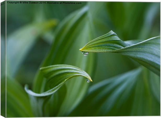 Morning Dew Canvas Print by Mike Dawson