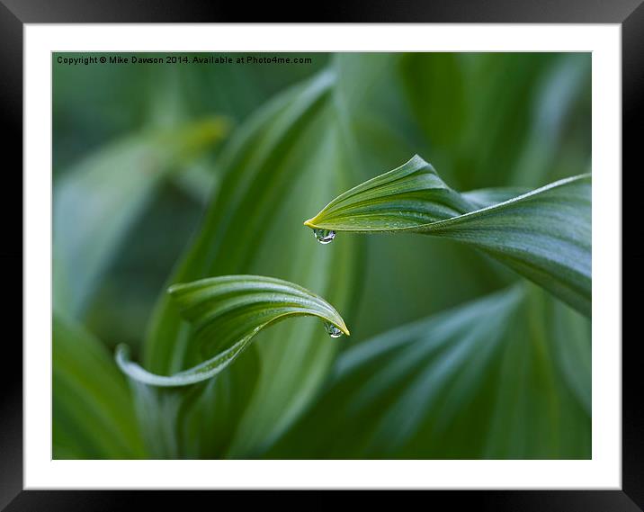 Morning Dew Framed Mounted Print by Mike Dawson