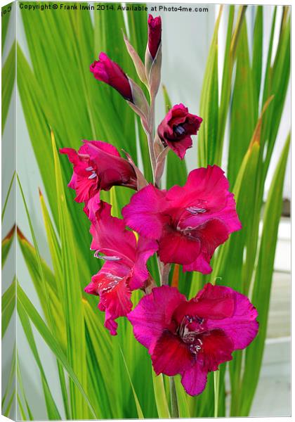  Beautiful Gladiola in all its glory Canvas Print by Frank Irwin