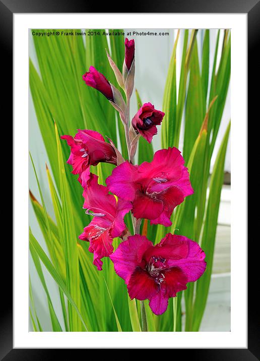  Beautiful Gladiola in all its glory Framed Mounted Print by Frank Irwin
