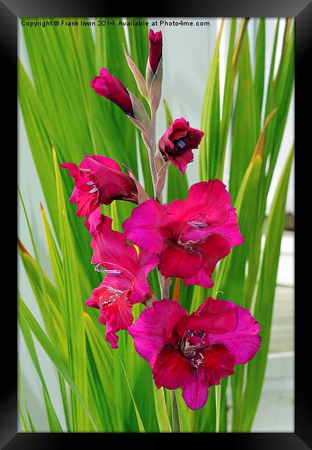  Beautiful Gladiola in all its glory Framed Print by Frank Irwin