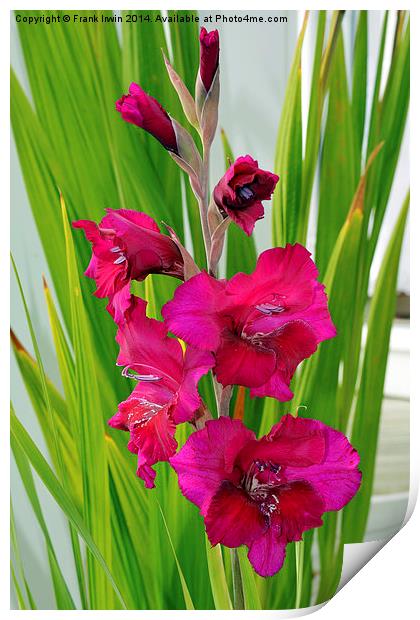 Beautiful Gladiola in all its glory Print by Frank Irwin