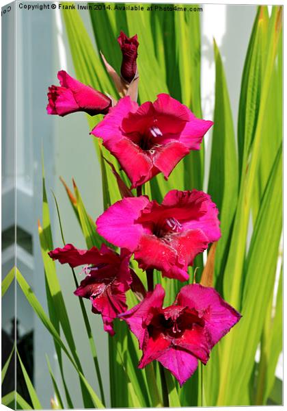 Beautiful Gladiola in all its glory Canvas Print by Frank Irwin