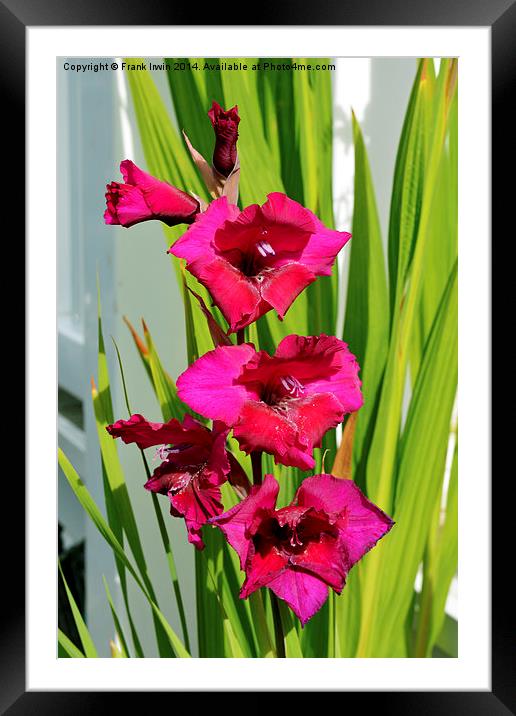Beautiful Gladiola in all its glory Framed Mounted Print by Frank Irwin