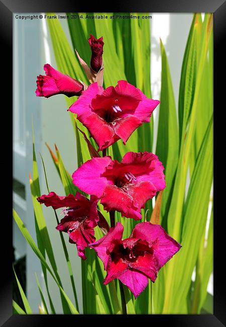 Beautiful Gladiola in all its glory Framed Print by Frank Irwin