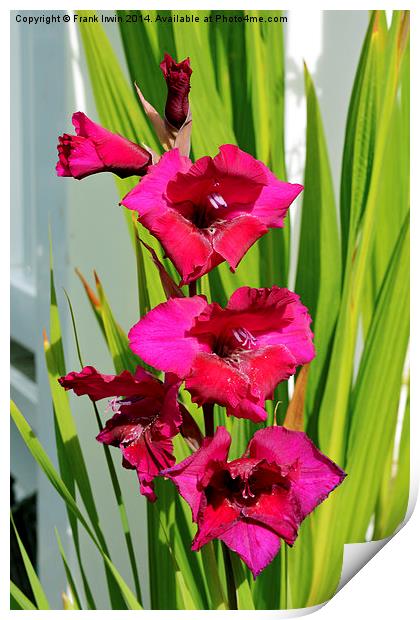 Beautiful Gladiola in all its glory Print by Frank Irwin