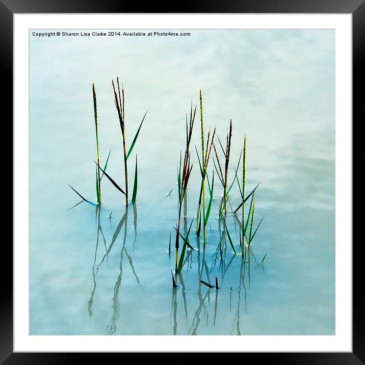  Water grass Framed Mounted Print by Sharon Lisa Clarke