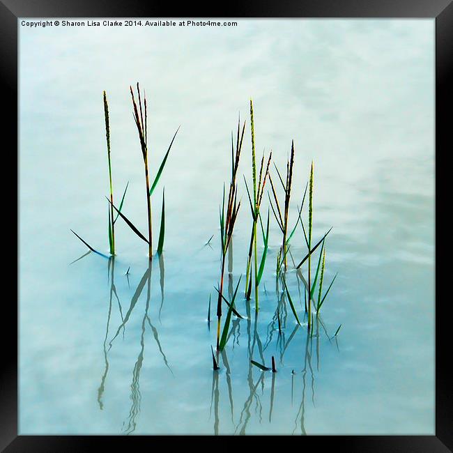  Water grass Framed Print by Sharon Lisa Clarke