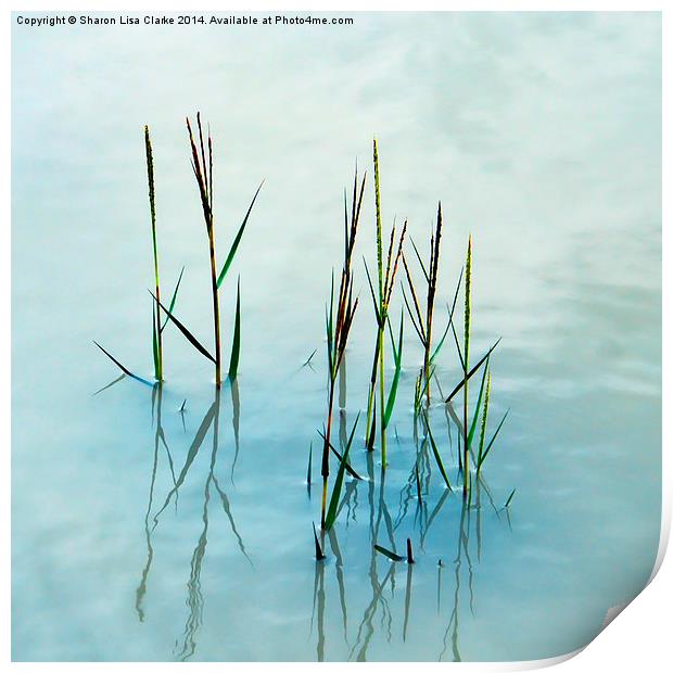  Water grass Print by Sharon Lisa Clarke