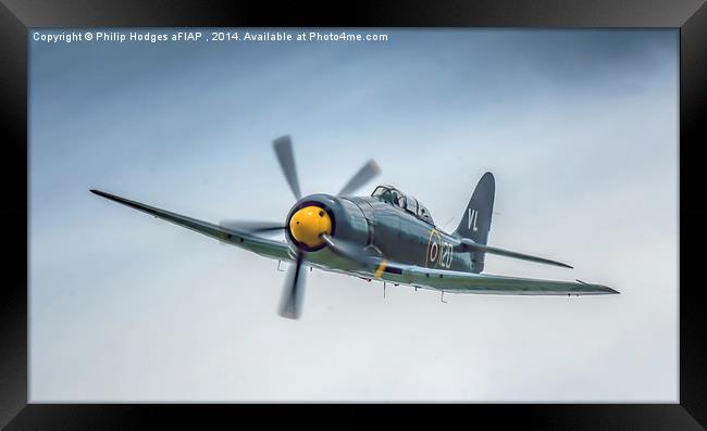  Hawker Sea Fury T20 Two Seat , Yeovilton 2014 Framed Print by Philip Hodges aFIAP ,