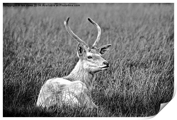  Lazy Day Black and White Print by Images of Devon