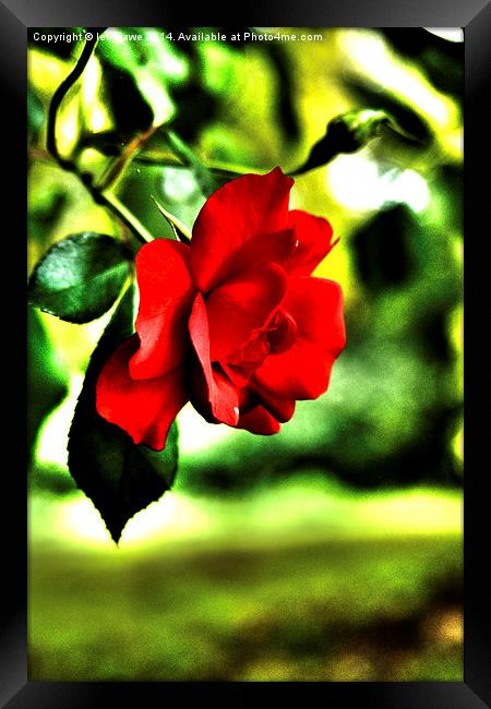  hybrid tea rose Framed Print by Images of Devon