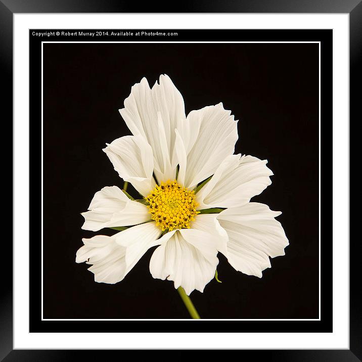  Cosmos Framed Mounted Print by Robert Murray