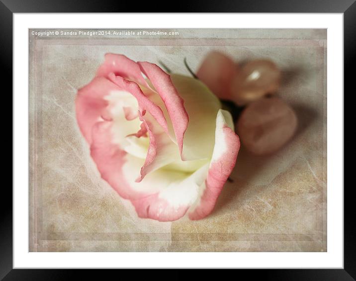  Lysianthus and Rose Quarz Framed Mounted Print by Sandra Pledger